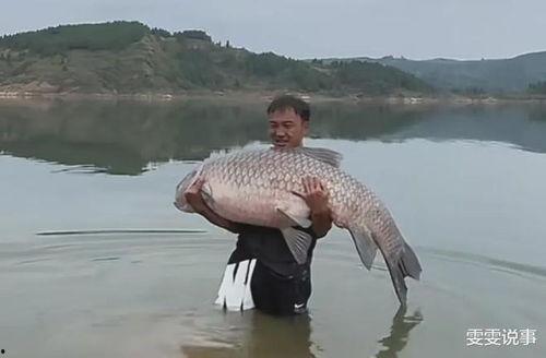 青鱼视频在线观看国产,青鱼视频带你领略国产影视魅力